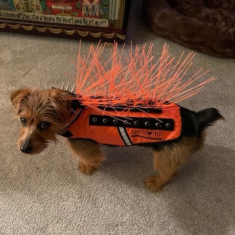 Dog wearing protection vest