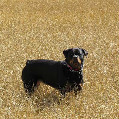 Friendly black Rottweiler stands alert in grassy field