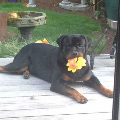 A cute Rottweiler holds flower in his mouth