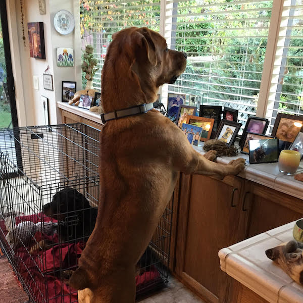 Booker, a large dog, standing with front paws on counter and looking out of the window